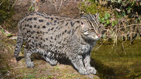 fish cat|Meet the Fishing Cat: A Rare Feline That Survives in the Wild By .